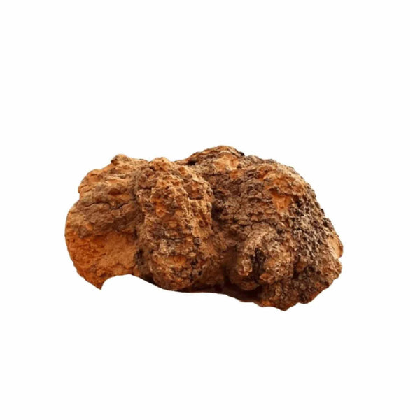 Chaga