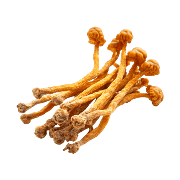 Cordyceps