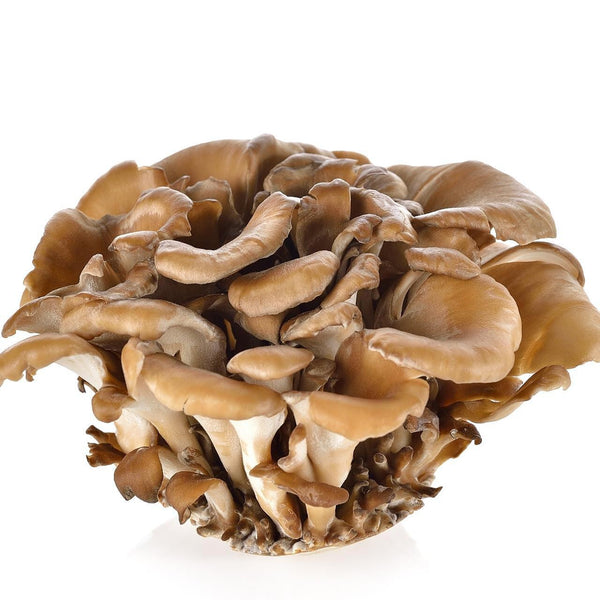 Maitake