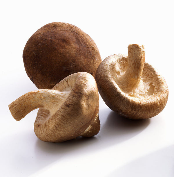Shiitake