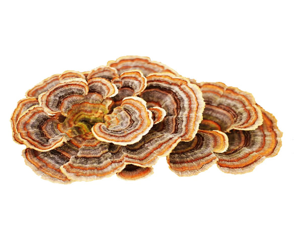 Turkey Tail