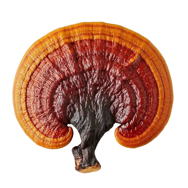 Reishi